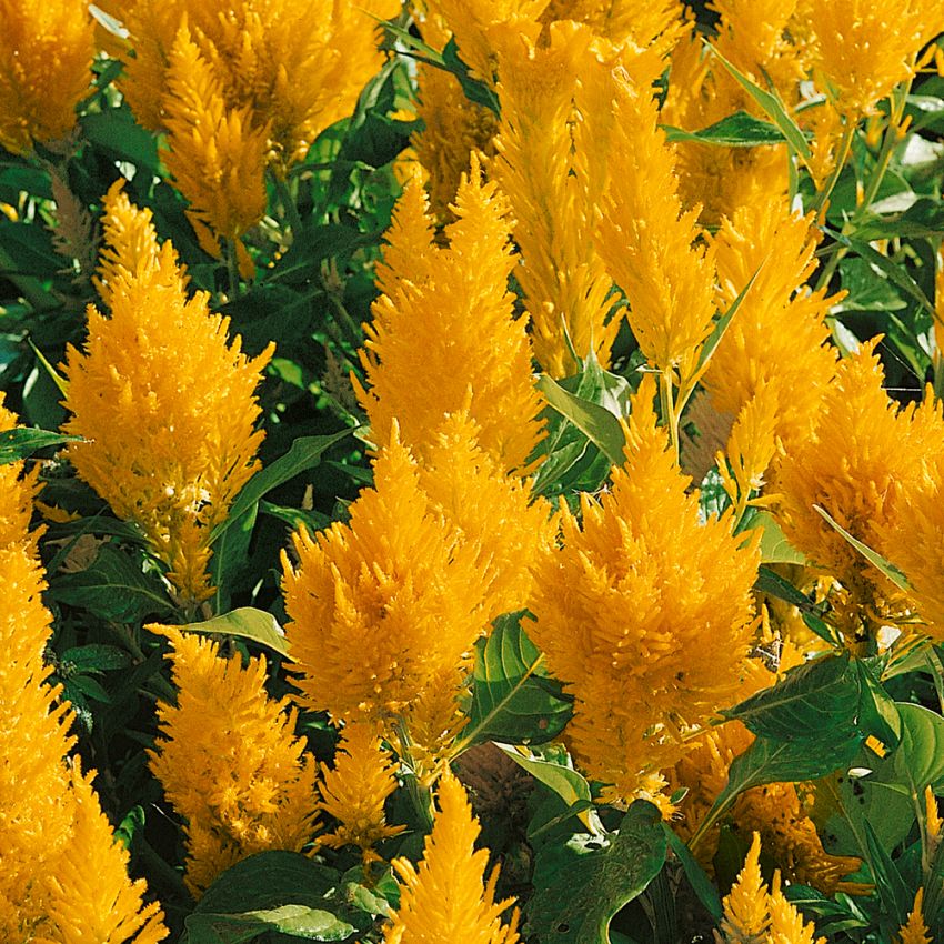 Søvamarant 'Lilliput Golden Feather' i gruppen Frø / Ettårige blomster hos Impecta Fröhandel (81)