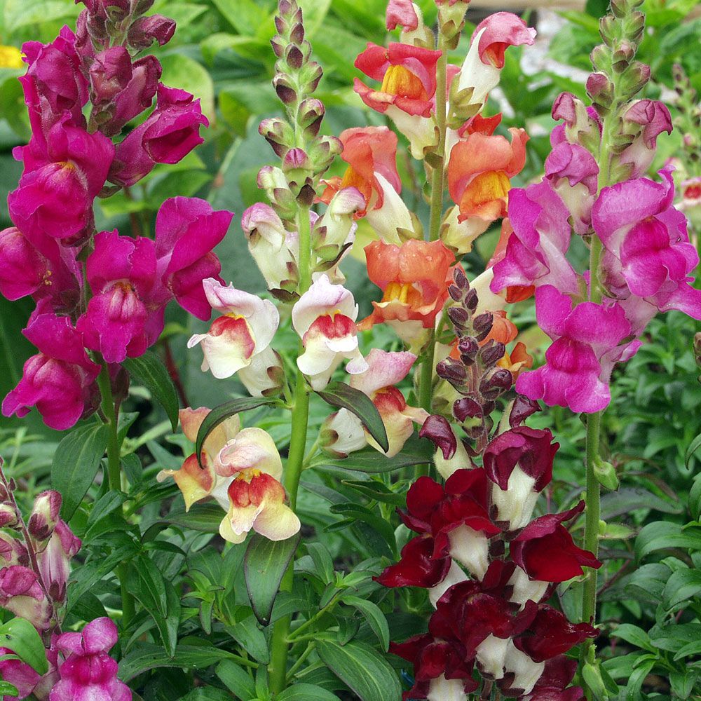 Prydløvemunn 'Tropic Carnival' i gruppen Frø / Ettårige blomster hos Impecta Fröhandel (8103)