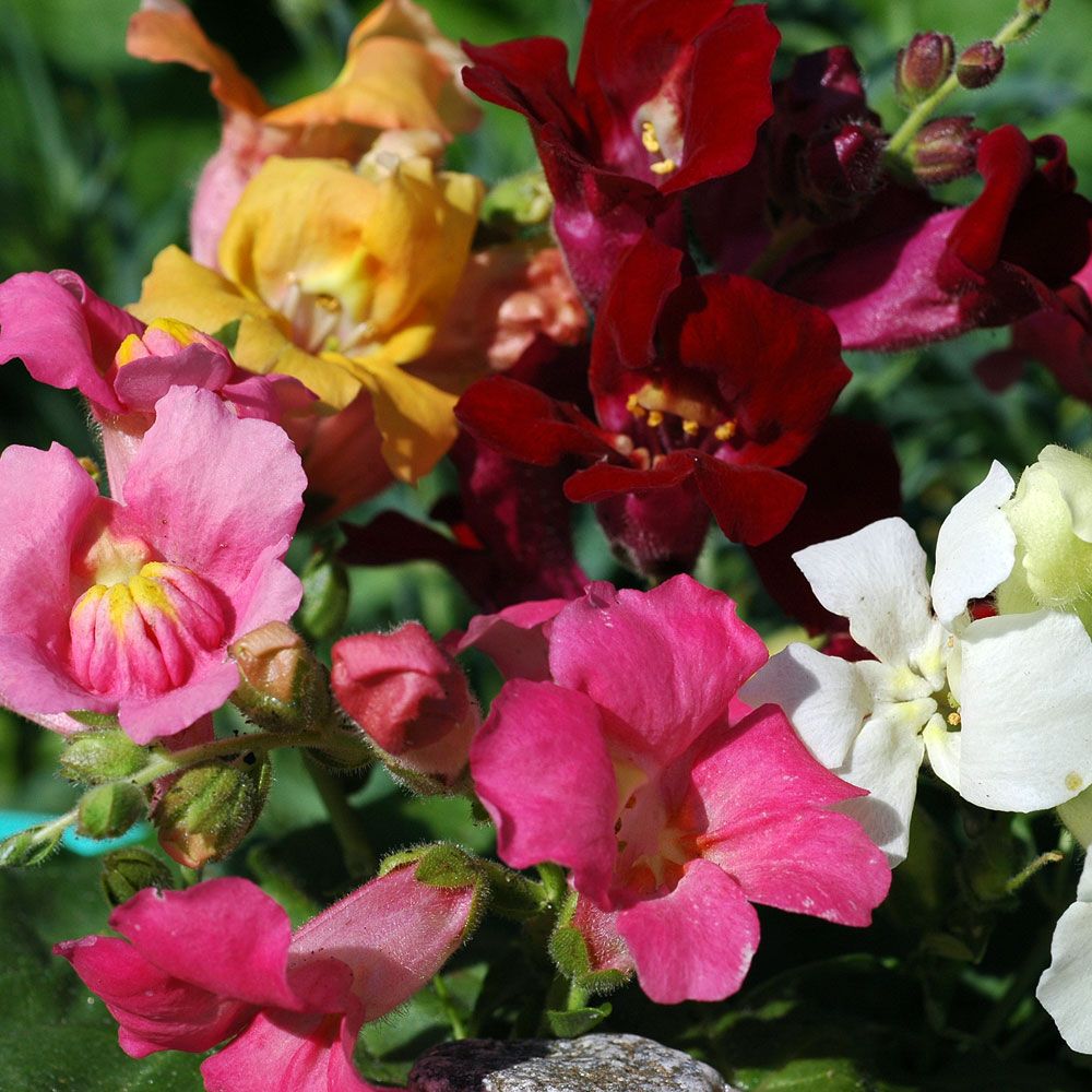 Prydløvemunn 'Trumpet Serenade' i gruppen Frø / Ettårige blomster hos Impecta Fröhandel (8104)