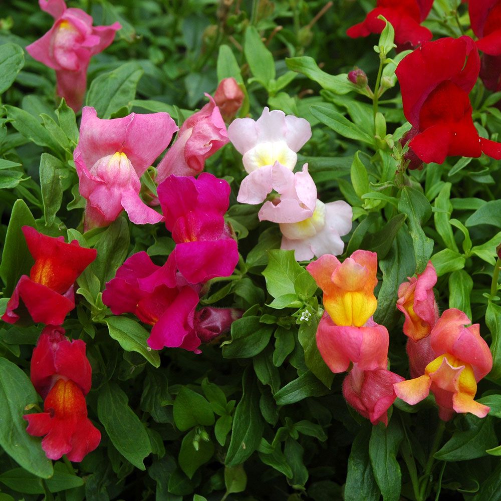 Prydløvemunn 'Magic Carpet' i gruppen Frø / Ettårige blomster hos Impecta Fröhandel (8105)