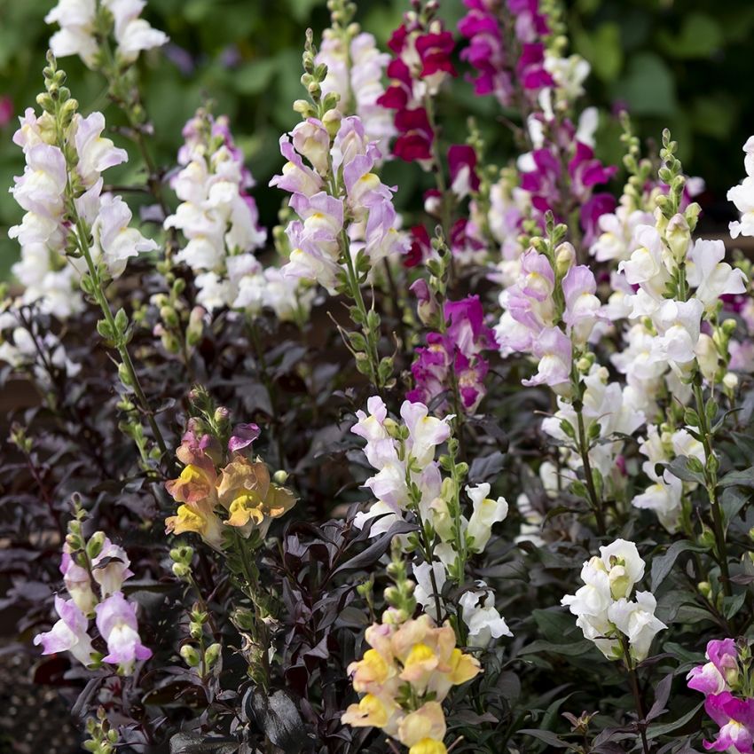 Prydløvemunn 'Twilight Mix' i gruppen Frø / Ettårige blomster hos Impecta Fröhandel (81051)