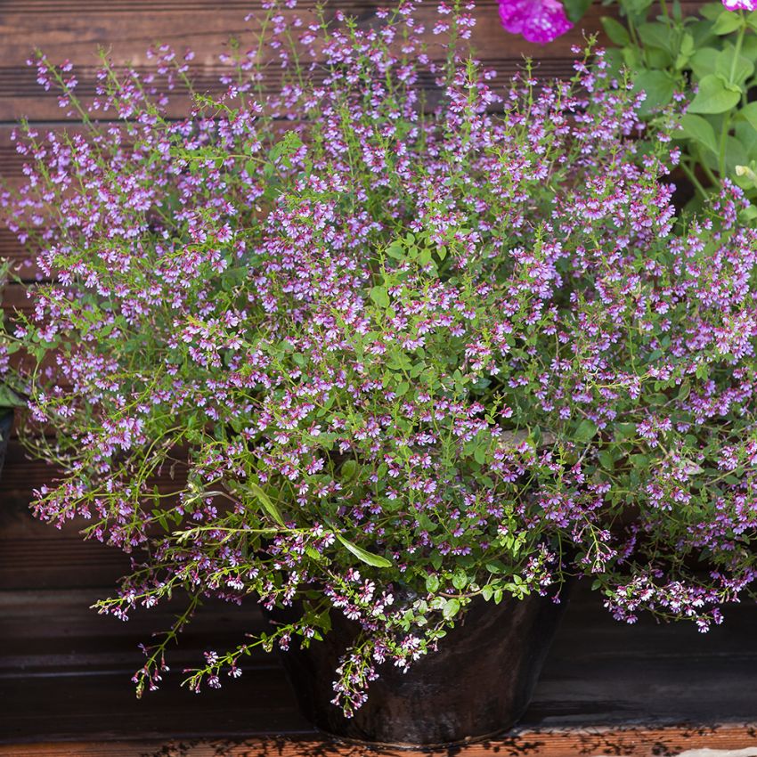 Japansk myrt 'Pink Shimmer' i gruppen Frø / Ettårige blomster hos Impecta Fröhandel (81182)