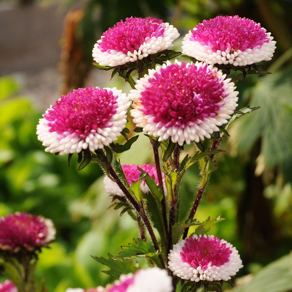 Sommerasters 'Hi-No-Maru' i gruppen Frø / Ettårige blomster hos Impecta Fröhandel (8120)