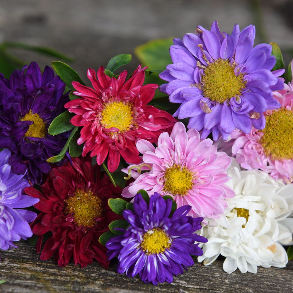 Sommerasters 'Fan Mix' i gruppen Frø / Ettårige blomster hos Impecta Fröhandel (81300)