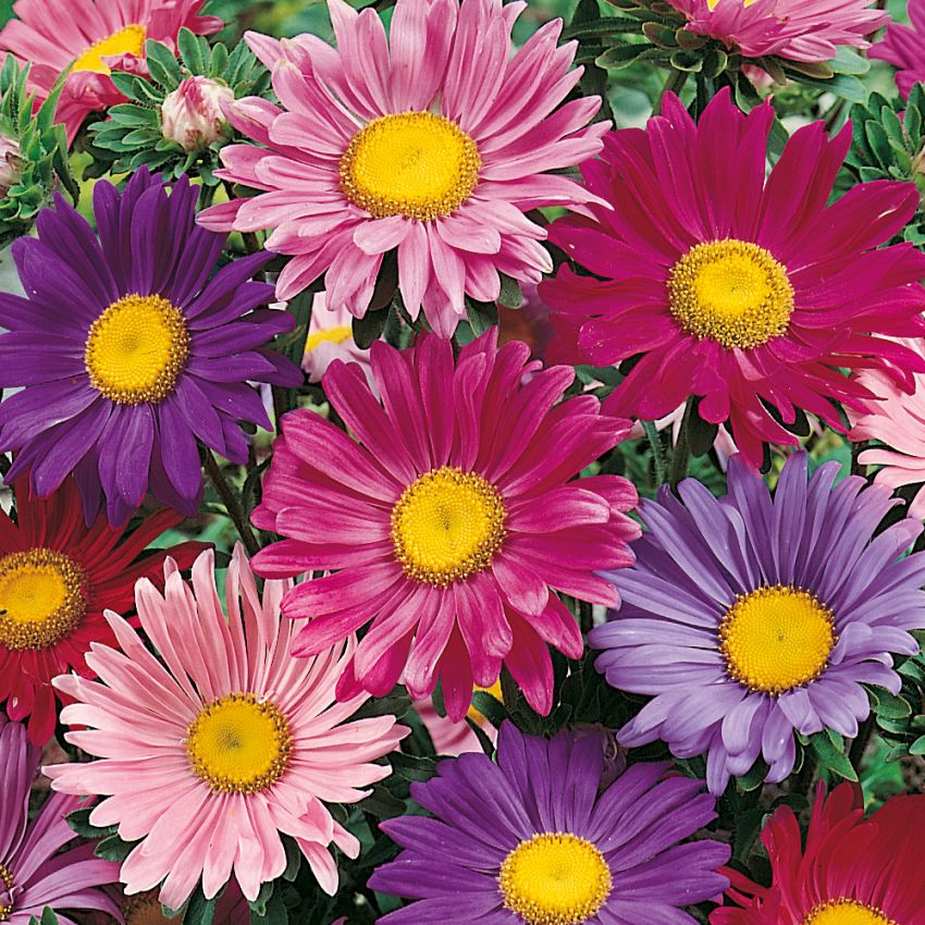 Sommerasters 'Rainbow' i gruppen Frø / Ettårige blomster hos Impecta Fröhandel (8145)