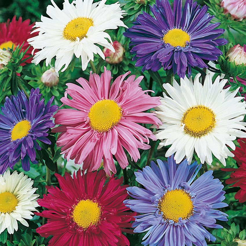 Sommerasters 'Madeleine' i gruppen Frø / Ettårige blomster hos Impecta Fröhandel (8156)