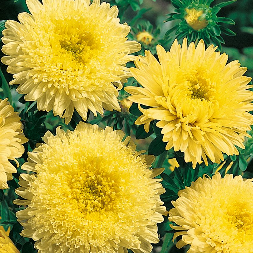 Sommerasters 'Princess Yellow' i gruppen Frø / Ettårige blomster hos Impecta Fröhandel (8160)