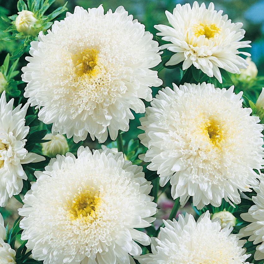 Sommerasters 'Princess White' i gruppen Frø / Ettårige blomster hos Impecta Fröhandel (8161)