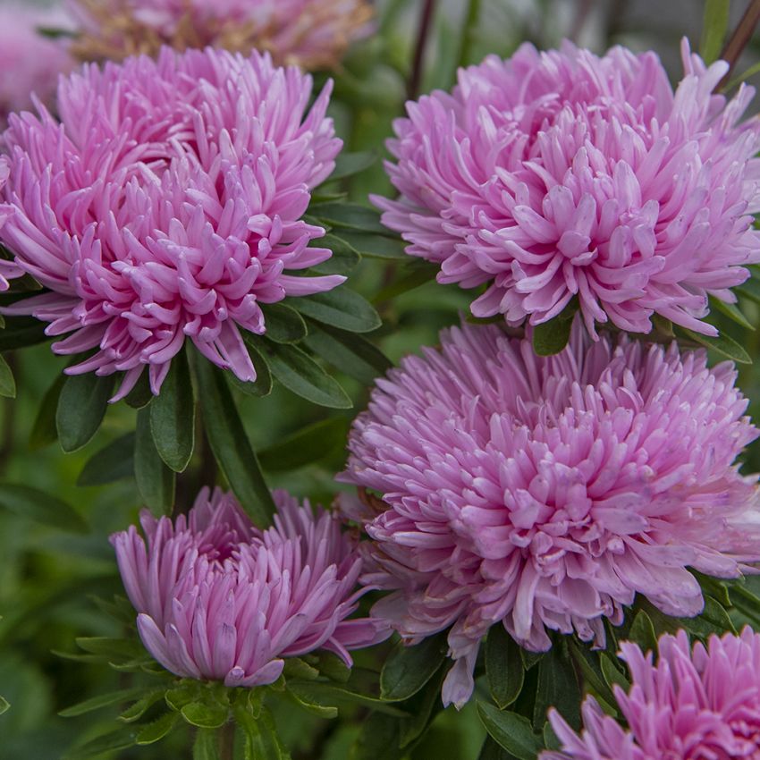 Sommerasters 'Tiger Paw Chinchilla' i gruppen Frø / Ettårige blomster hos Impecta Fröhandel (81640)
