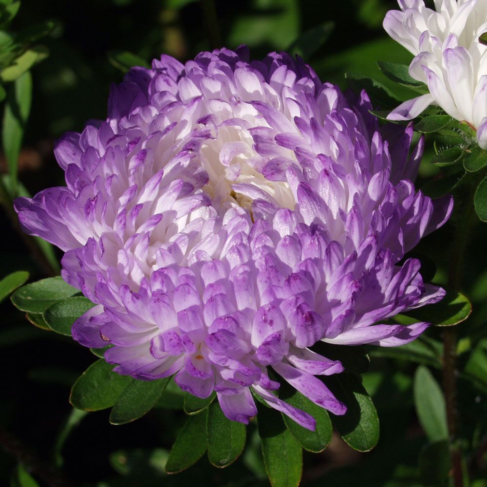 Sommerasters 'Silvery Blue' i gruppen Frø / Ettårige blomster hos Impecta Fröhandel (8169)