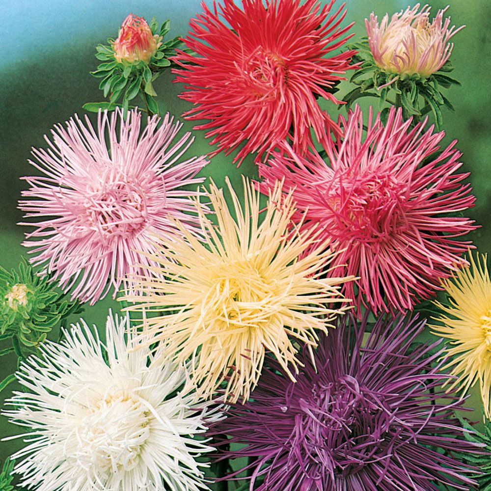 Sommerasters 'Fairy Romance' i gruppen Frø / Ettårige blomster hos Impecta Fröhandel (8171)
