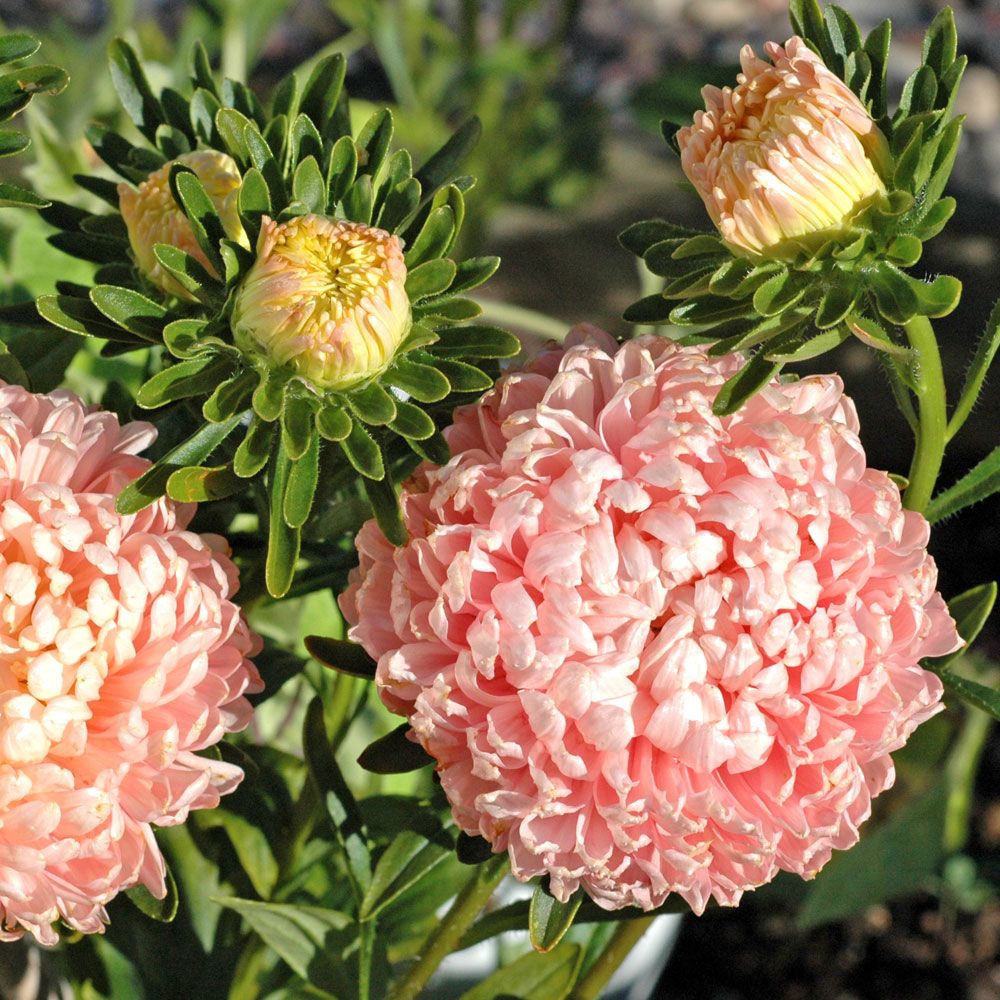 Sommerasters 'Chamois Turm' i gruppen Frø / Ettårige blomster hos Impecta Fröhandel (8172)