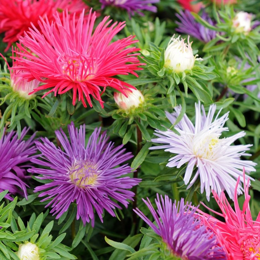 Sommerasters 'Starlight' i gruppen Frø / Ettårige blomster hos Impecta Fröhandel (8175)