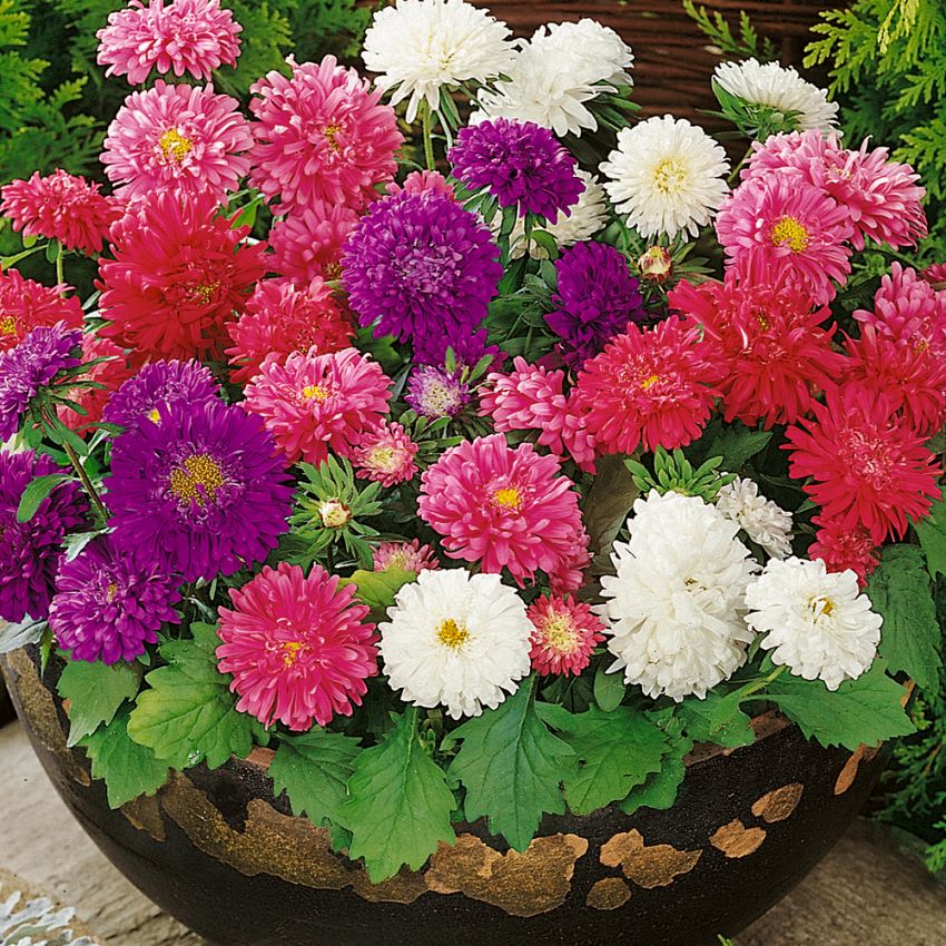 Sommerasters 'Tausendschön' i gruppen Frø / Ettårige blomster hos Impecta Fröhandel (8177)