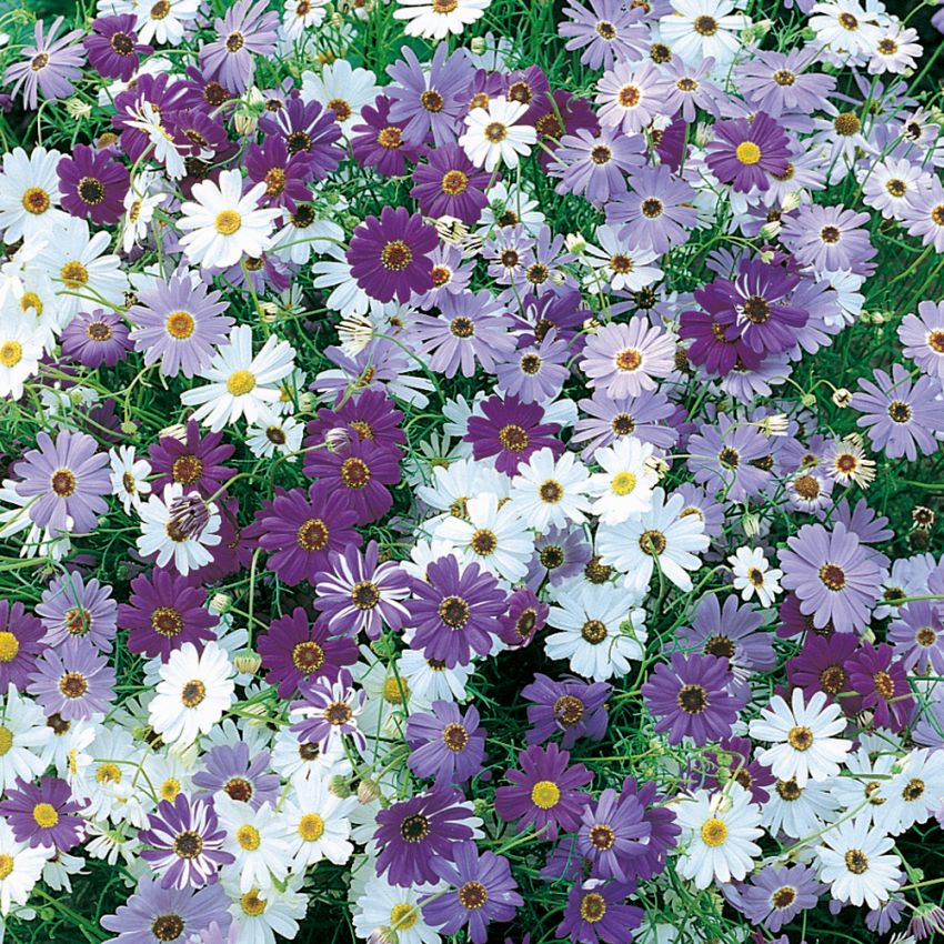 Dokkekrage i gruppen Frø / Ettårige blomster hos Impecta Fröhandel (8187)