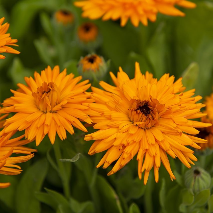 Ringblomst 'Calexis Orange' i gruppen Frø / Ettårige blomster hos Impecta Fröhandel (81995)