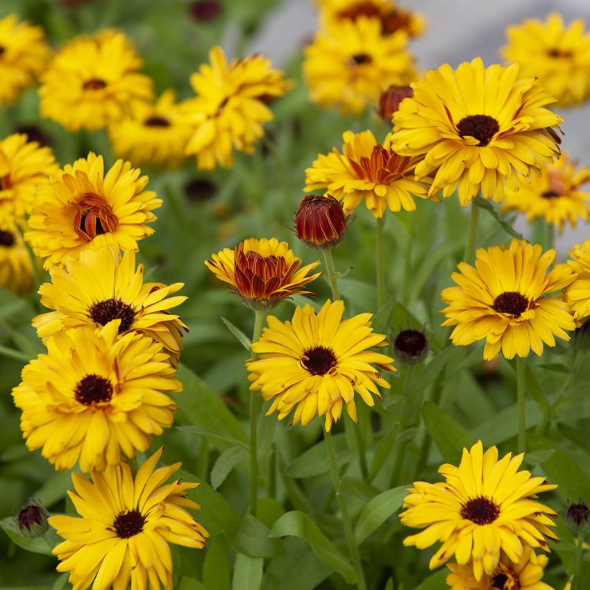 Ringblomst 'Bull´s Eye' i gruppen Frø / Ettårige blomster hos Impecta Fröhandel (82032)