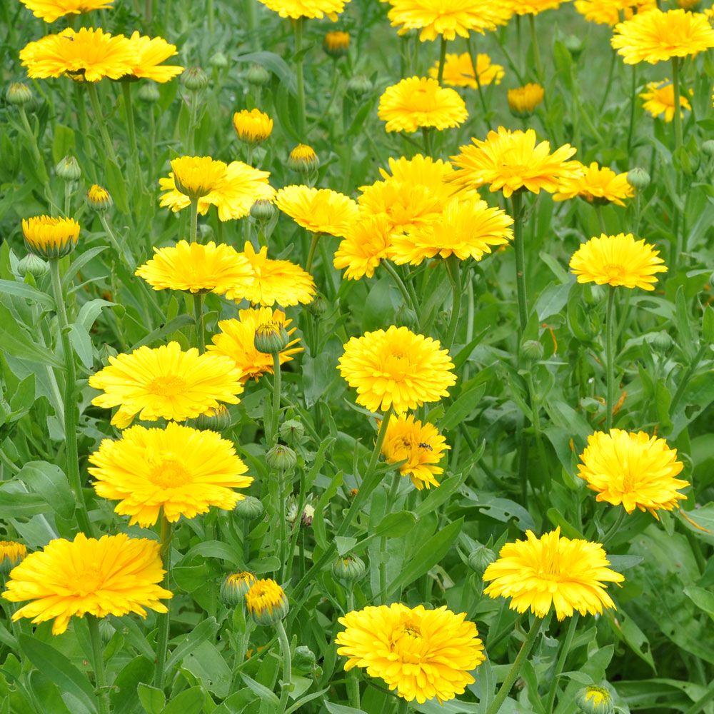 Ringblomst 'Yellow Colossal' i gruppen Frø / Ettårige blomster hos Impecta Fröhandel (8204)