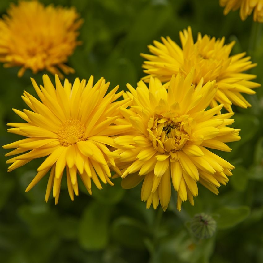 Ringblomst 'Porcupine Yellow' i gruppen Frø / Ettårige blomster hos Impecta Fröhandel (82041)