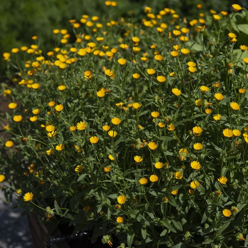 Vill ringblomst 'Wintersun' i gruppen Frø / Ettårige blomster hos Impecta Fröhandel (82075)