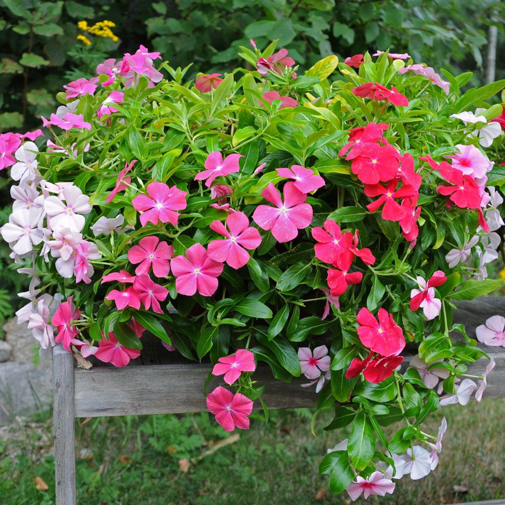 Rosegravmyrt 'Mediterranean mix XP' i gruppen Frø / Ettårige blomster hos Impecta Fröhandel (82151)