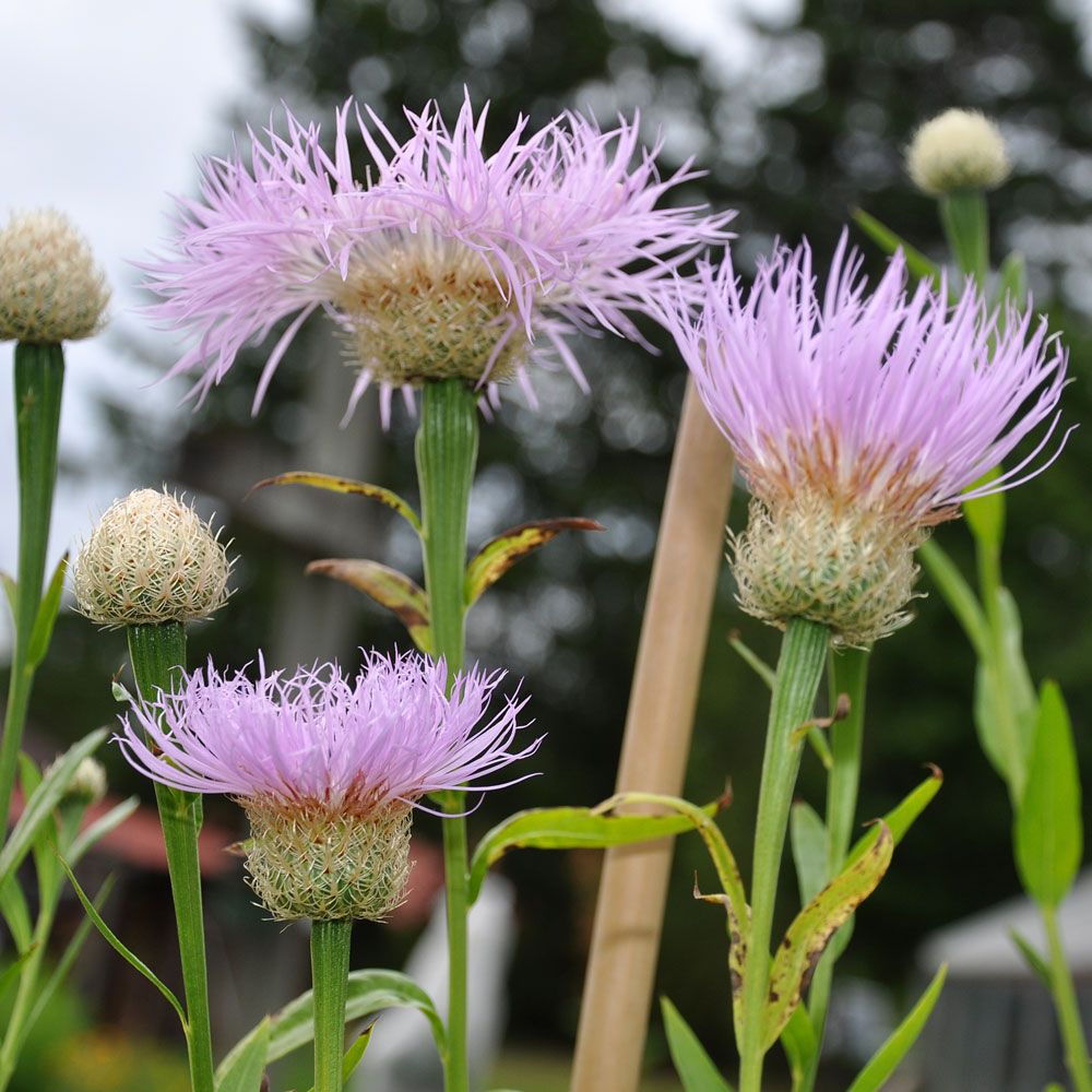 Knoppurt 'Rosy Lilac' i gruppen Frø / Ettårige blomster hos Impecta Fröhandel (82171)