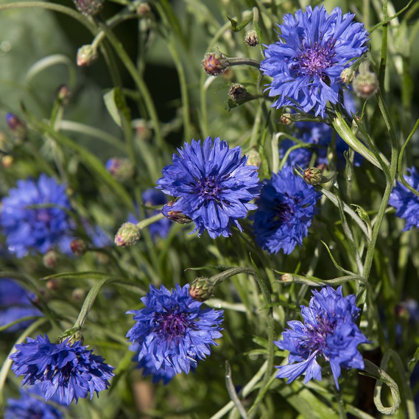 Kornblom 'Blue Ball' i gruppen Frø / Ettårige blomster hos Impecta Fröhandel (82201)
