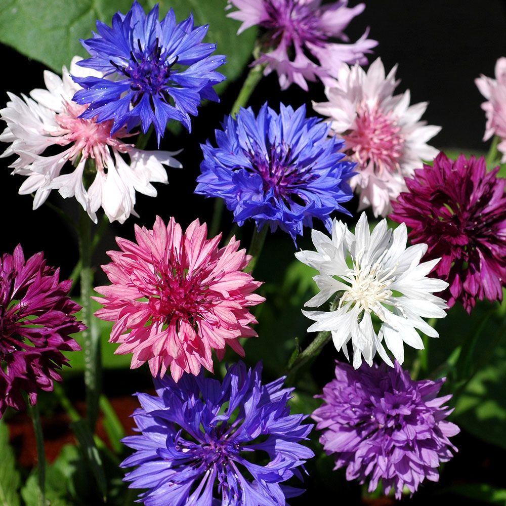 Kornblom 'Dwarf Pouce' i gruppen Frø / Ettårige blomster hos Impecta Fröhandel (8222)
