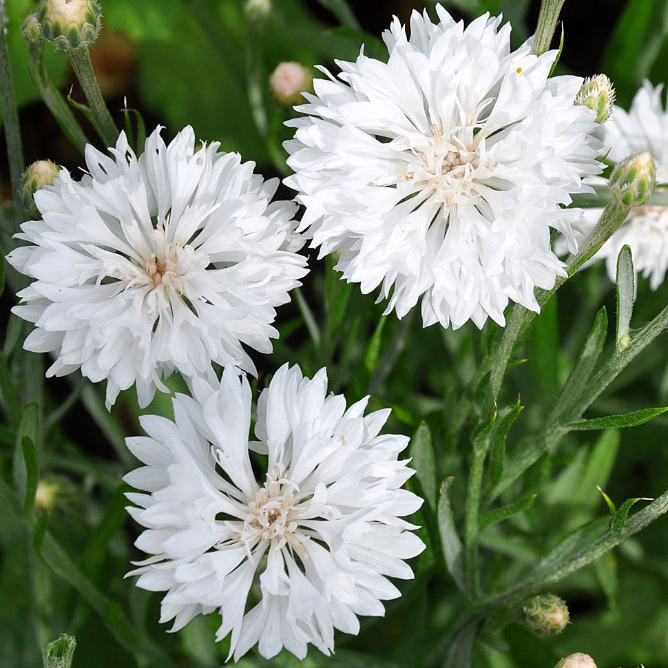 Kornblom 'Tom Pouce White' i gruppen Frø / Ettårige blomster hos Impecta Fröhandel (8226)