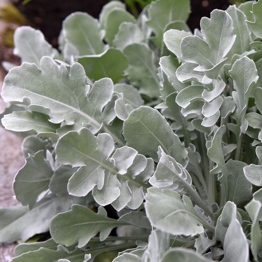 Knoppurt 'Magic Silver' i gruppen Frø / Ettårige blomster hos Impecta Fröhandel (82300)