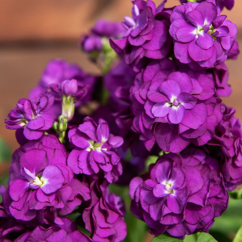 Sommerlevkøj 'Hot Cakes Purple', Dejligt duftende, intenst lilla, dobbelte blomster i tætte spir på kraftige stilke.