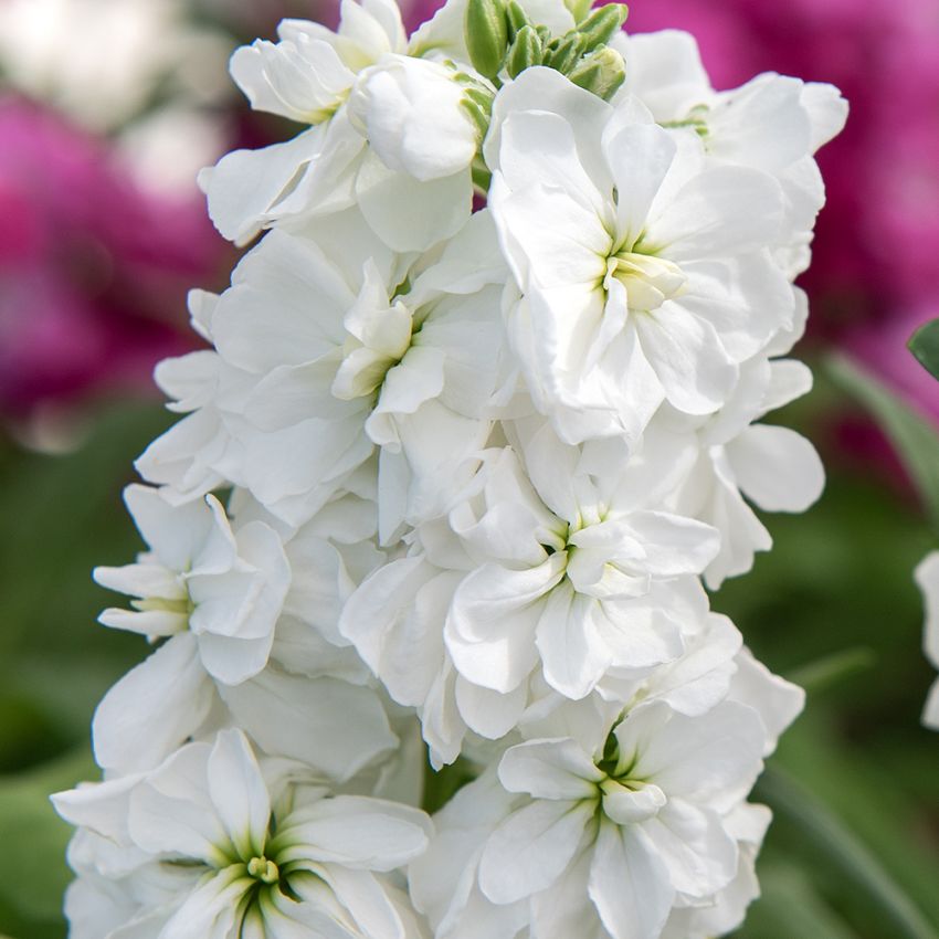 Sommerlevkøj 'Hot Cakes White', Dejligt duftende, rent hvide, dobbelte blomster i tætte spir på kraftige stilke.