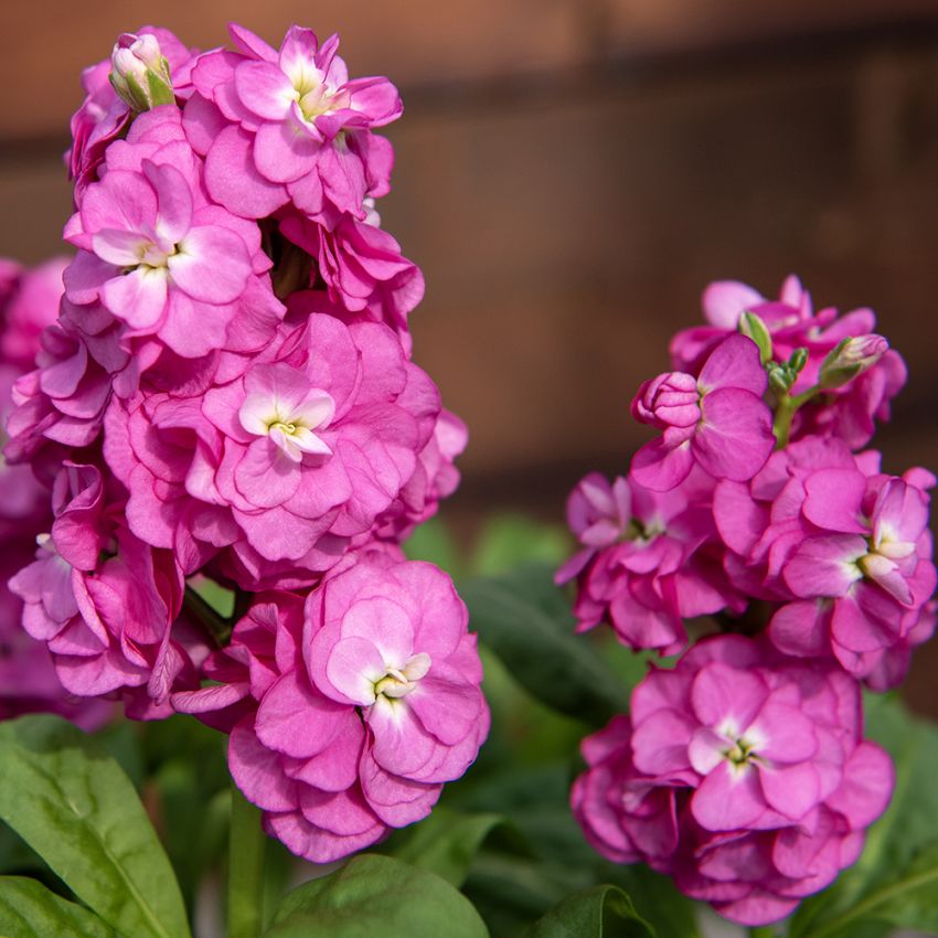 Sommerlevkøj 'Hot Cakes Pink', Dejligt duftende, klart ceriserosa, dobbelte blomster i tætte spir på kraftige stilke.