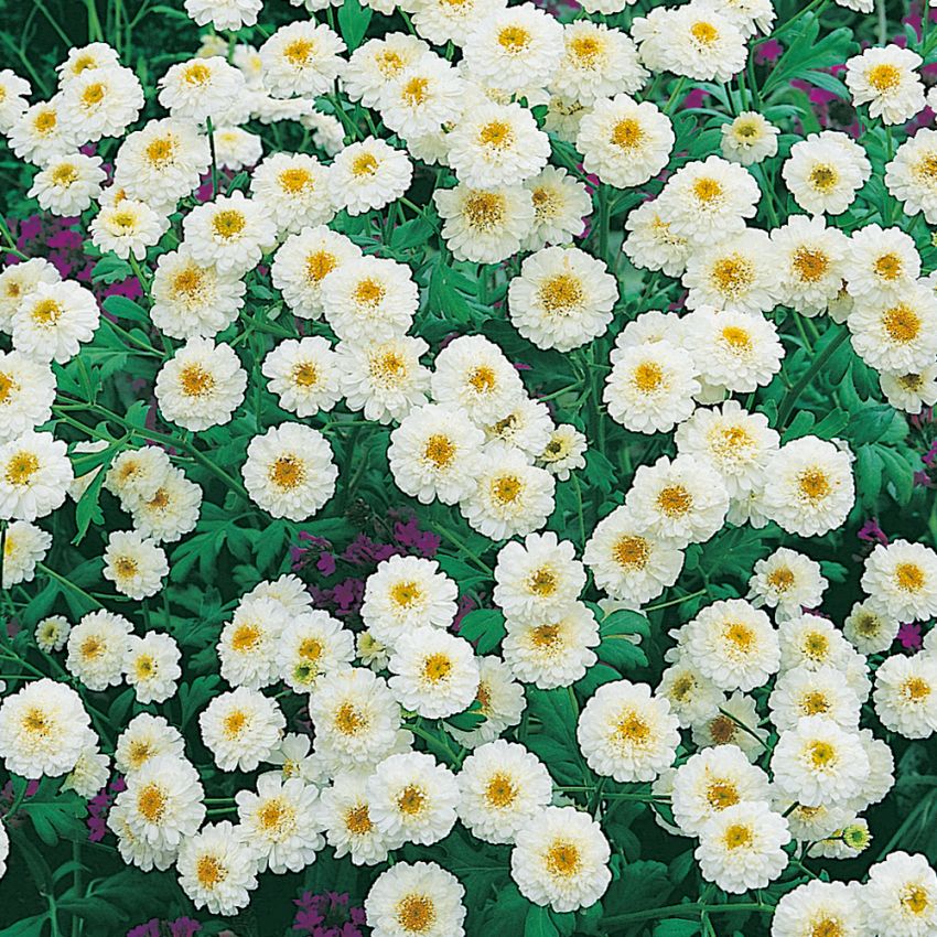 Matrem 'Tetra White Wonder' i gruppen Frø / Ettårige blomster hos Impecta Fröhandel (8258)