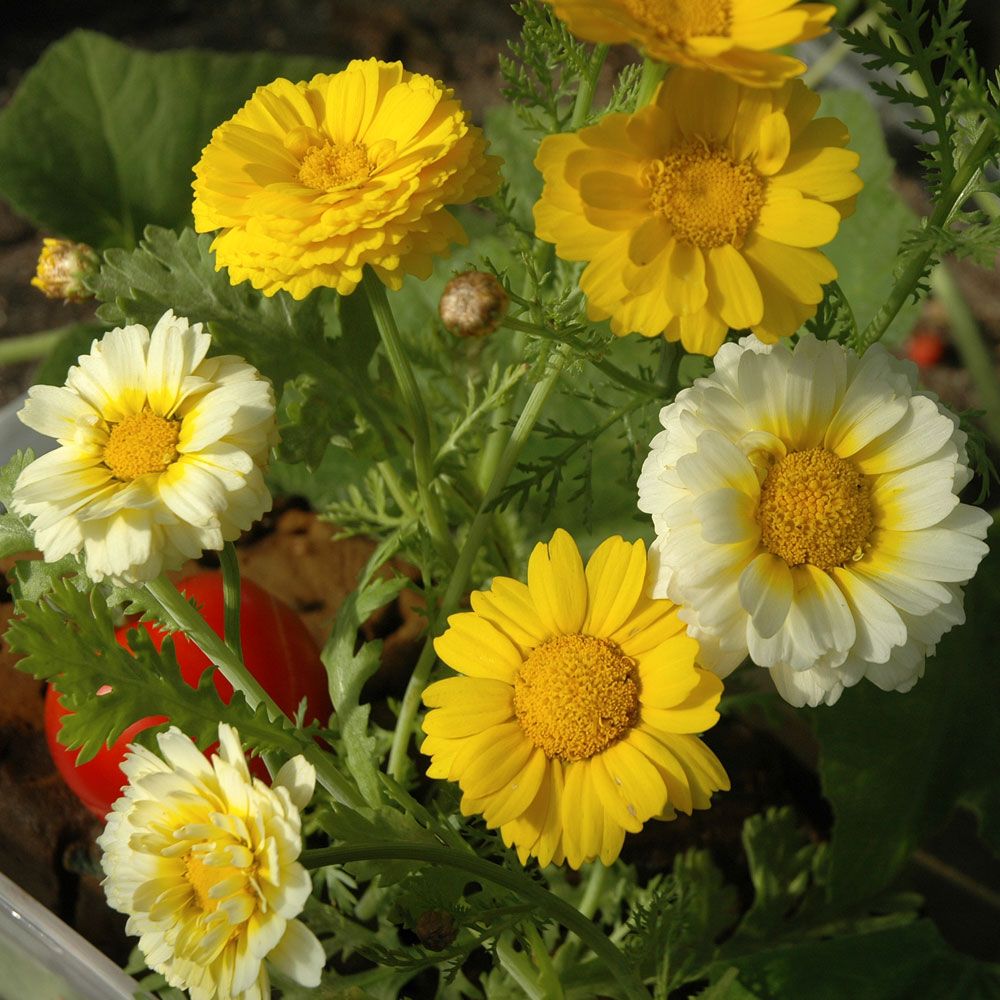 Kronkrage i gruppen Frø / Ettårige blomster hos Impecta Fröhandel (8260)