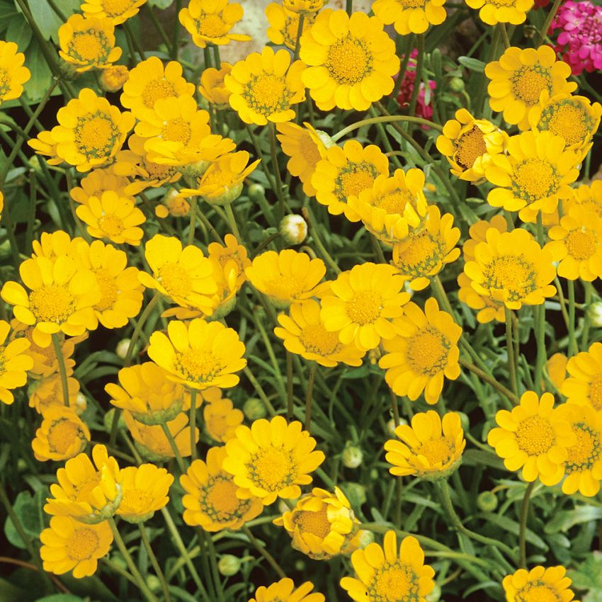 Dvergkrage 'Goblin' i gruppen Frø / Ettårige blomster hos Impecta Fröhandel (8261)