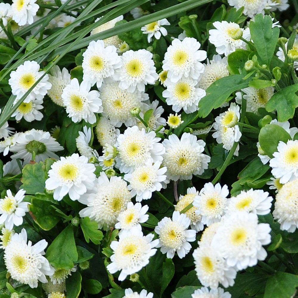 Matrem 'White Star' i gruppen Frø / Ettårige blomster hos Impecta Fröhandel (8263)
