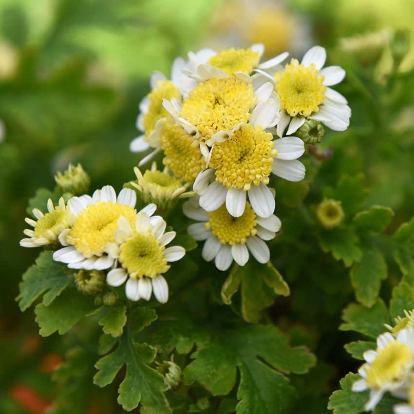 Matrem 'Santana Yellow' i gruppen Frø / Ettårige blomster hos Impecta Fröhandel (82631)