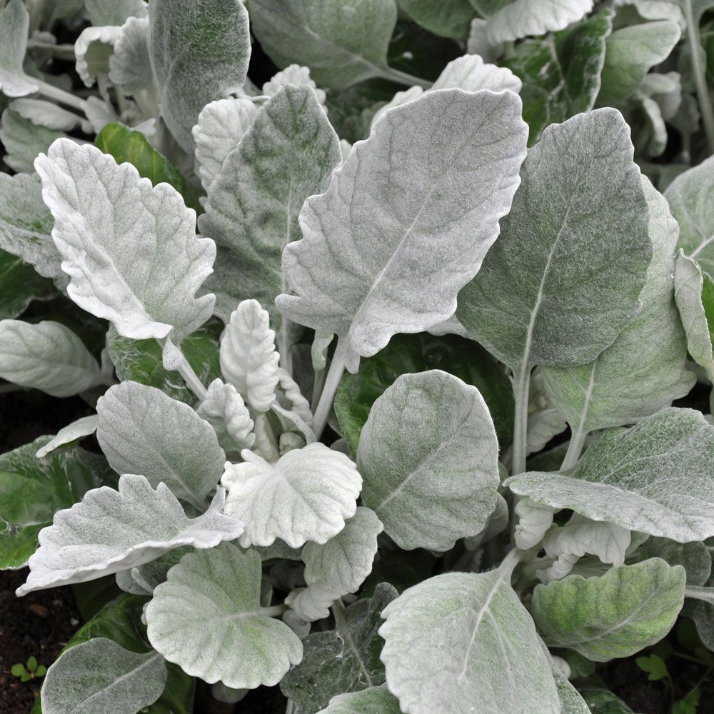 Sølvkrans 'Cirrus' i gruppen Frø / Ettårige blomster hos Impecta Fröhandel (82701)