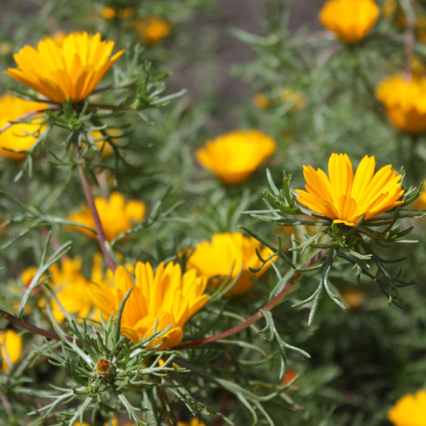 Cladanthus 'Criss-Cross' i gruppen Frø / Ettårige blomster hos Impecta Fröhandel (8275)