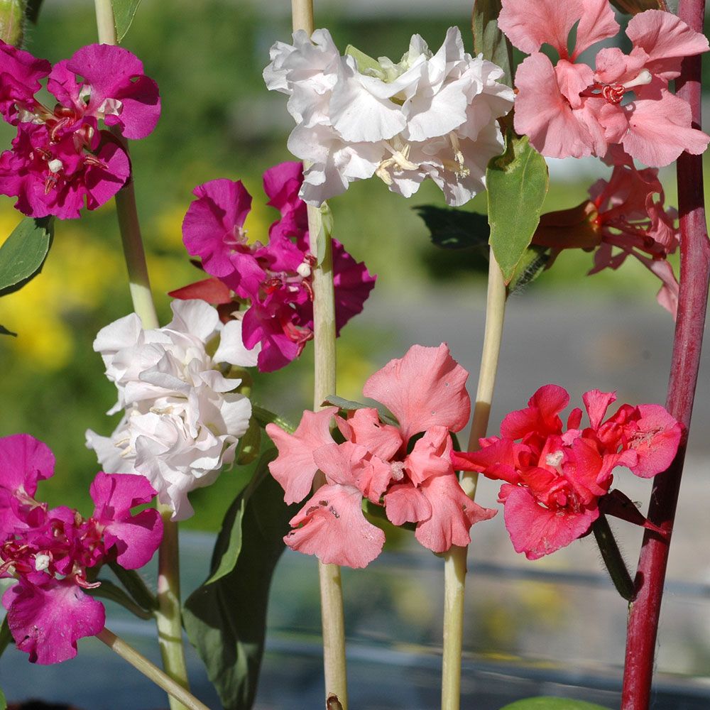 Hageklarkia i gruppen Frø / Ettårige blomster hos Impecta Fröhandel (8280)