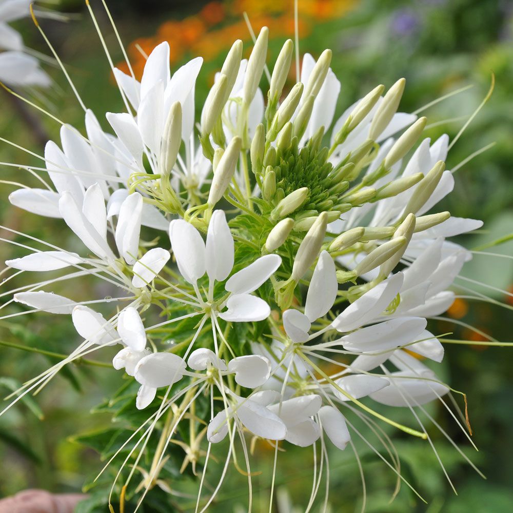 Edderkoppblomst 'White Queen' i gruppen Frø / Ettårige blomster hos Impecta Fröhandel (8286)