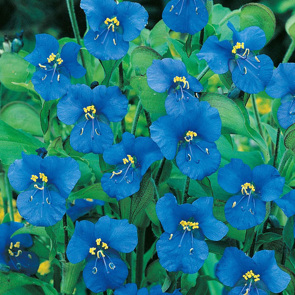 Himmelblomst 'Sleeping Beauty' i gruppen Frø / Ettårige blomster hos Impecta Fröhandel (8296)