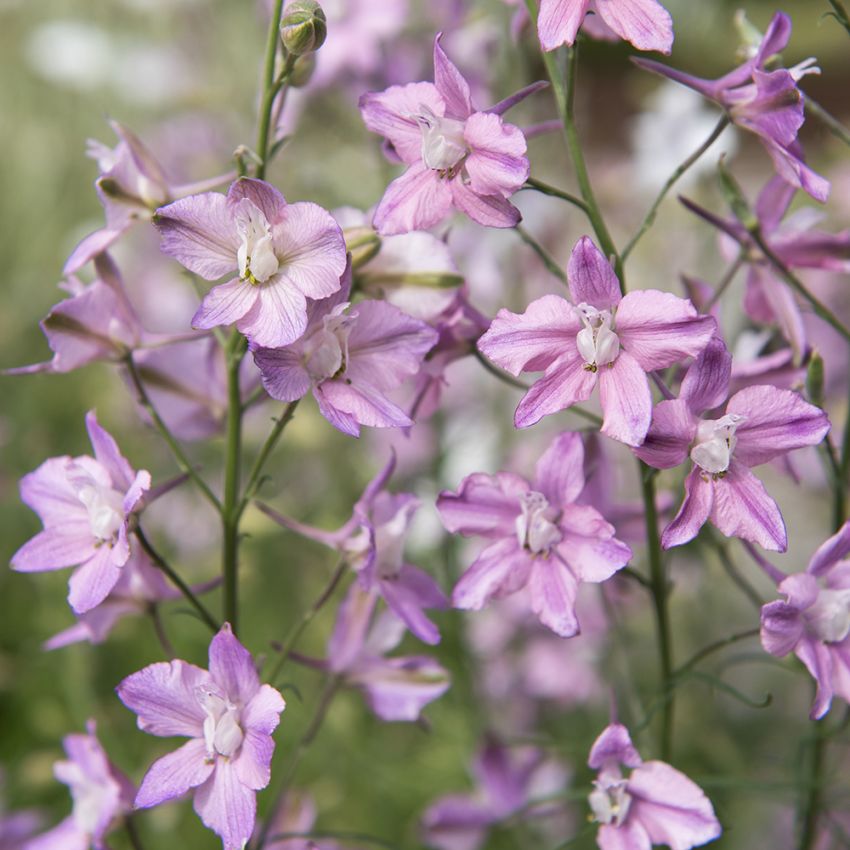 Hyasintridderspore ''Fancy Belladonna''