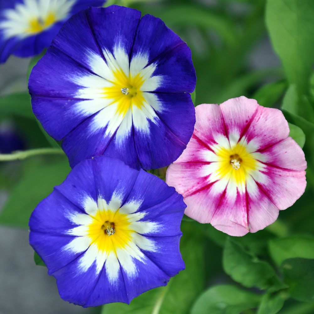 Trikolorvindel i gruppen Frø / Ettårige blomster hos Impecta Fröhandel (8300)