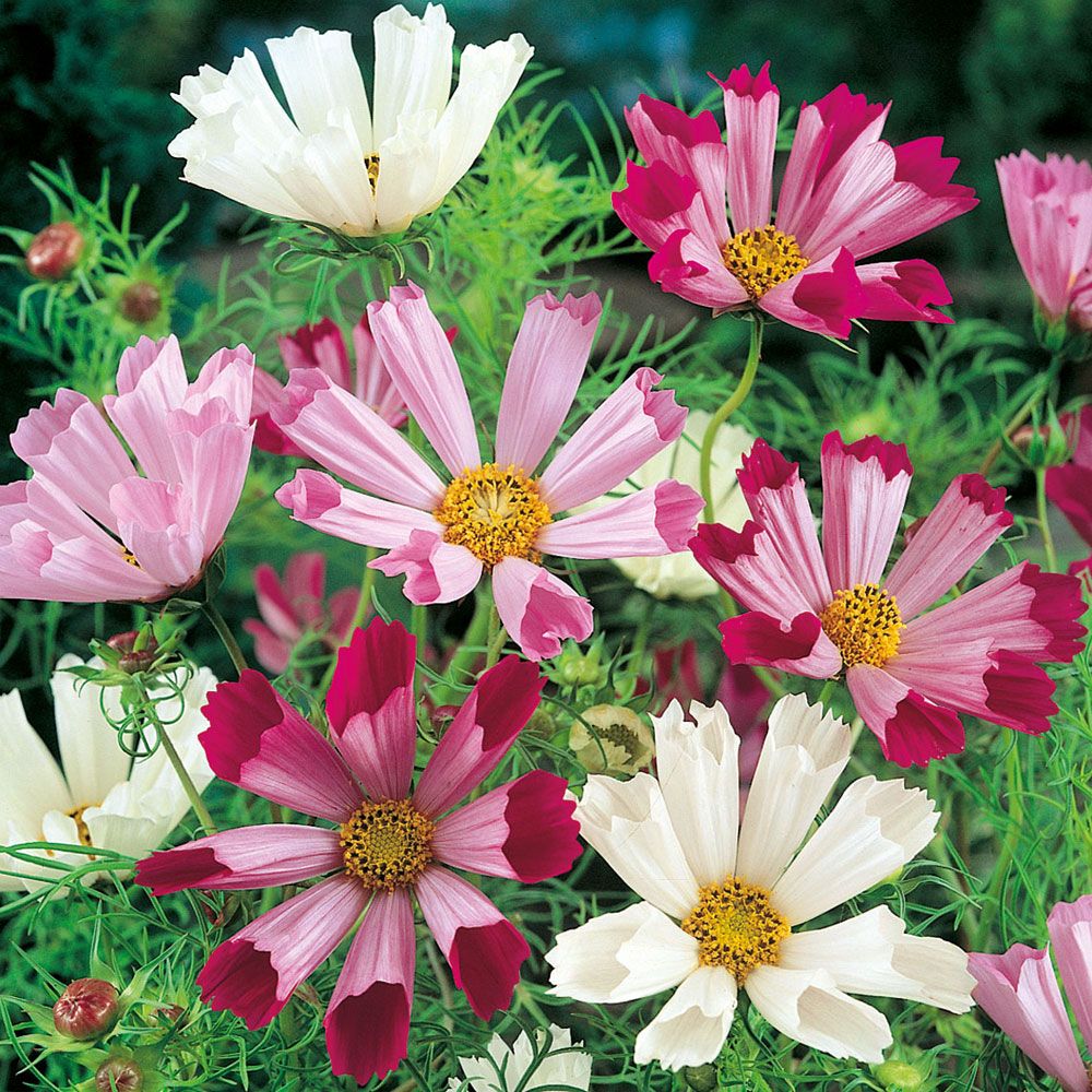 Pyntekurv 'Sea Shells' i gruppen Frø / Ettårige blomster hos Impecta Fröhandel (8311)