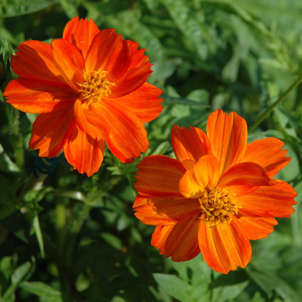 Gullkorg 'Sunny Red' i gruppen Frø / Ettårige blomster hos Impecta Fröhandel (8314)
