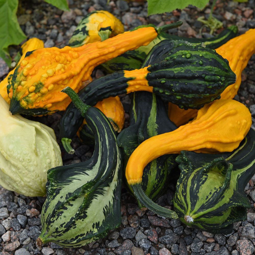 Pyntegresskar 'Little Indian Mix' i gruppen Frø / Ettårige blomster hos Impecta Fröhandel (83175)