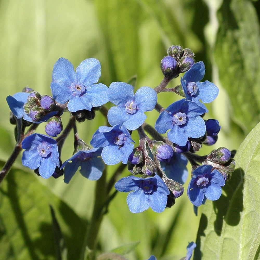 Kinahundetunge 'Firmament' i gruppen Frø / Ettårige blomster hos Impecta Fröhandel (8320)