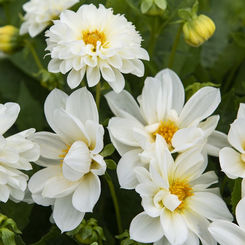Georgine ''Opera White''